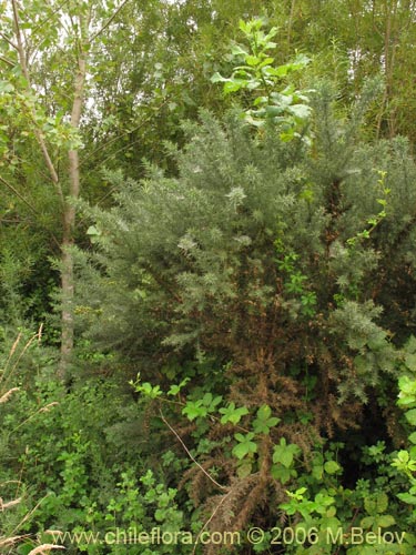 Bild von Ulex europaeus (Corena / Espinillo / Yáquil). Klicken Sie, um den Ausschnitt zu vergrössern.